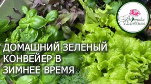 ЗЕЛЕНЫЙ КОНВЕЙЕР В ЗИМНЕЕ ВРЕМЯ