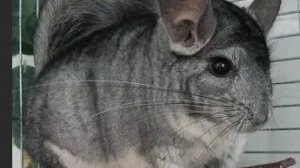 😊👍Играем в майнкрафт шиншилла на обложке видоса