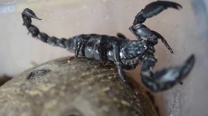 Скорпион Heterometrus Silenus (Гетерометрус силенус). Распаковка. Пересадка. Из марвела