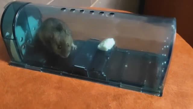 Мышка Легко Попадается в Гуманную Пластиковую Мышеловку. смотреть онлайн