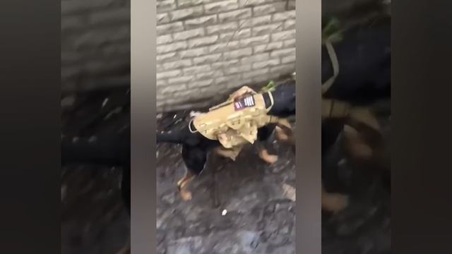 Наши ребята на передовой/ С Крещением  Господним!🙏 смотреть онлайн