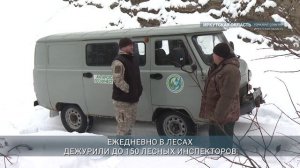 Более 970 тыс. рублей составил ущерб от незаконных рубок новогодних деревьев в Приангарье