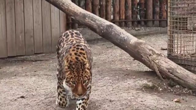 🐆 Леопард Амур вышел на прогулку. смотреть онлайн