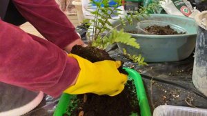 19-01-2026. Спасаю многострадальные колеусы .