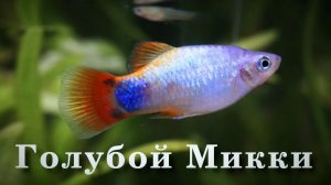 Пецилия голубая бабочка Мишка Мышкович