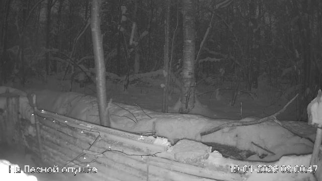 LIVE: На лесной опушке. Природа онлайн смотреть онлайн