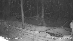 LIVE: На лесной опушке. Природа онлайн