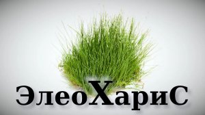 Крутой аквариумный газон - Элеохарис for all