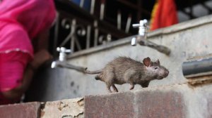 Стая крыс захватила палату с пациентами в больнице Индии