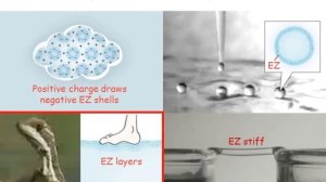 Четвертая фаза воды: доктор Джеральд Поллак на конференции TEDxGuelphU