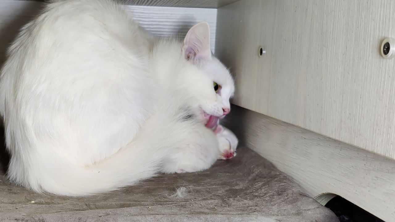 Новорожденный котенок Микки и его мама-кошка. Котенок мяукает. Третий день. смотреть онлайн