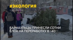 Сотни барнаульцев сдали новогодние елки на переработку