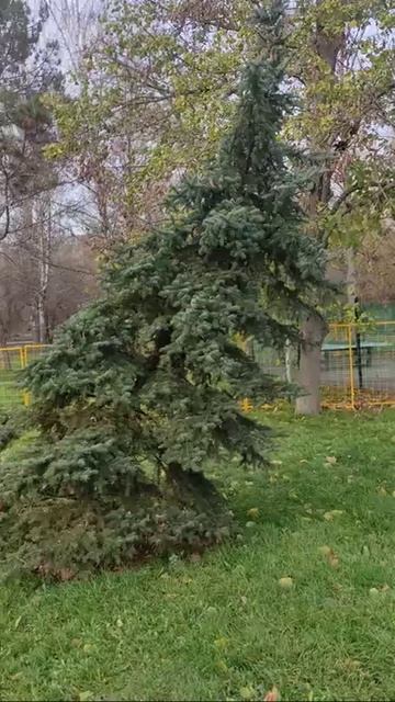 что делать если у ели высохла верхушка . #сад #nature #garden #елка #крым смотреть онлайн