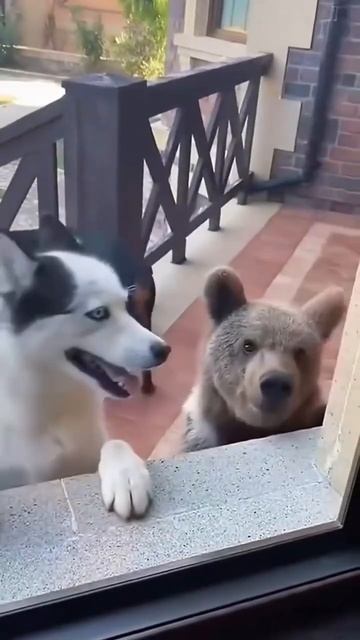 Я друга нового привёл