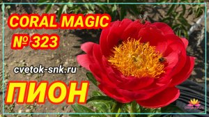 Гибрид "CORAL MAGIC"/Сад Ворошиловой