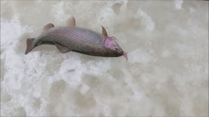 Поимки на актив продолжаются. Клёвое место, Лосиный остров, спорт-зона.