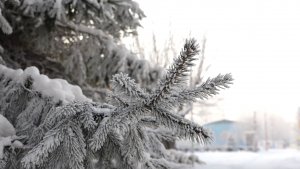 КРЕЩЕНСКИЙ МОРОЗ. КОГДА ПОТЕПЛЕЕТ?