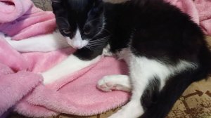 Мухамор в релаксе