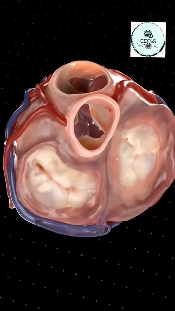 НАГЛЯДНАЯ РАБОТА КЛАПАНОВ СЕРДЦА смотреть онлайн