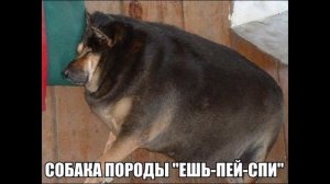 Разговоры с коллекторами 111