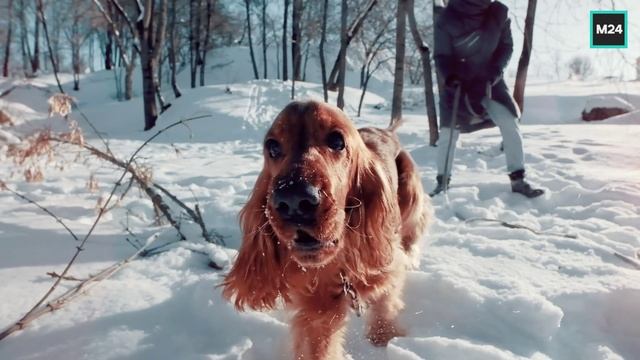 Один морозный день Москвы | О Москве с любовью смотреть онлайн