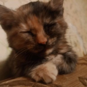 первая часть