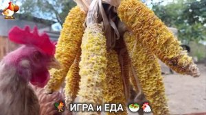 Кормление кур овощами и фруктами для зарядки и от скуки 🥗🐓🤗  (45)