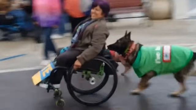 70 Животных-Героев, Которые Спасли Жизни Людей. Видео из интернета. смотреть онлайн