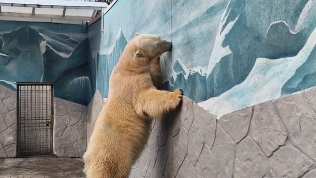 🐻❄️ Айон – великий 🎩 артист! смотреть онлайн