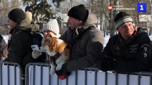 Семейный забег с питомцами «Хаски-Trail» прошёл в парке Белгорода