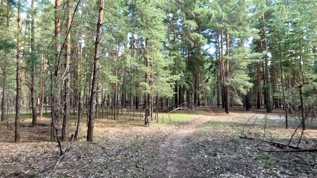 Лето, погулка по лесу смотреть онлайн