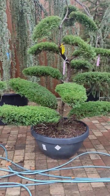 что можно сделать из кипарисовика Лиланд #сад #дача #сорт #природа #крым смотреть онлайн