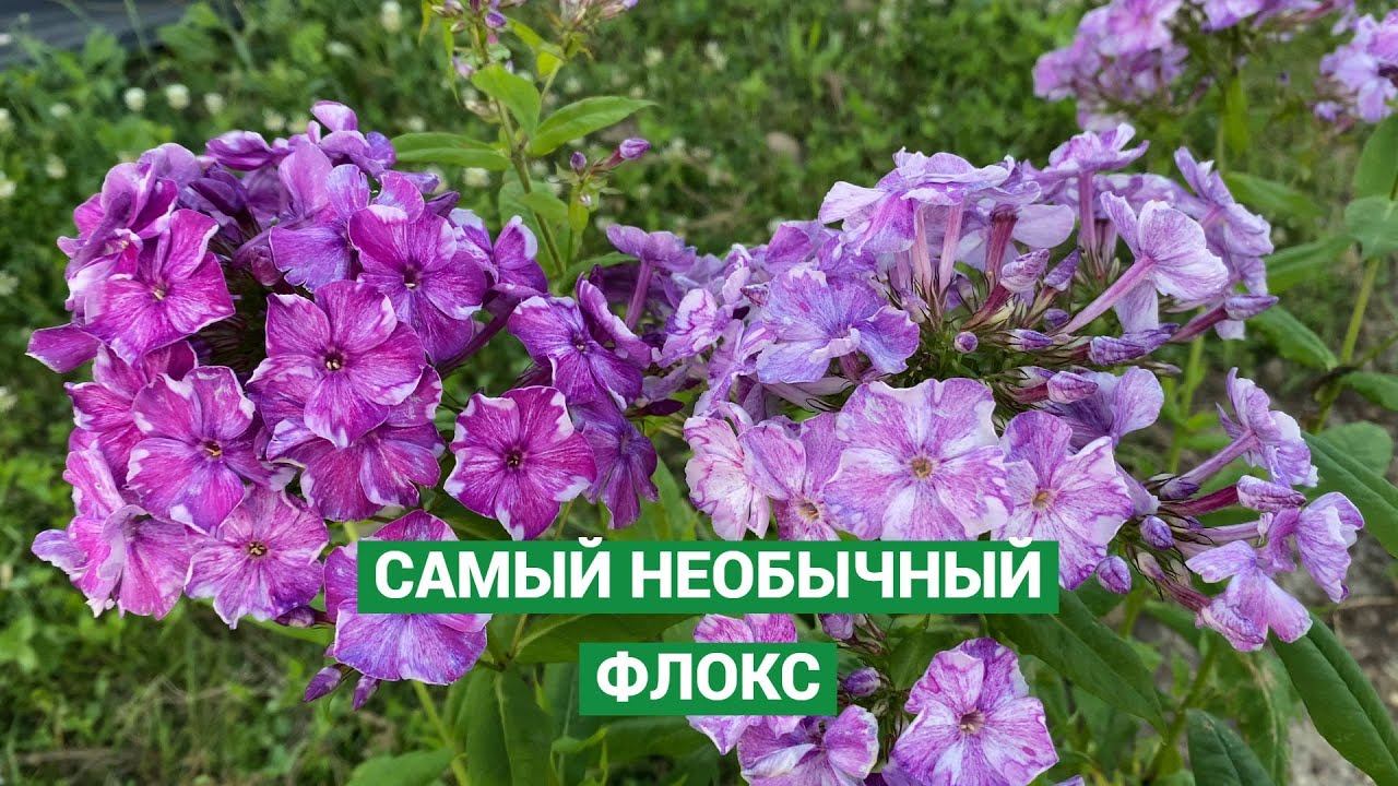 Уникальный флокс Курочка Ряба смотреть онлайн