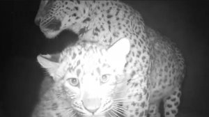 Краснокнижный переднеазиатский леопард с детенышем попал в объектив фотоловушки в Туркменистане