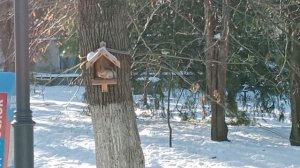 Крещенские морозы — не помеха для жителей парка! Они сыты, бодры и полны радости.