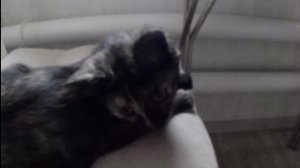 ну наконец-то танки