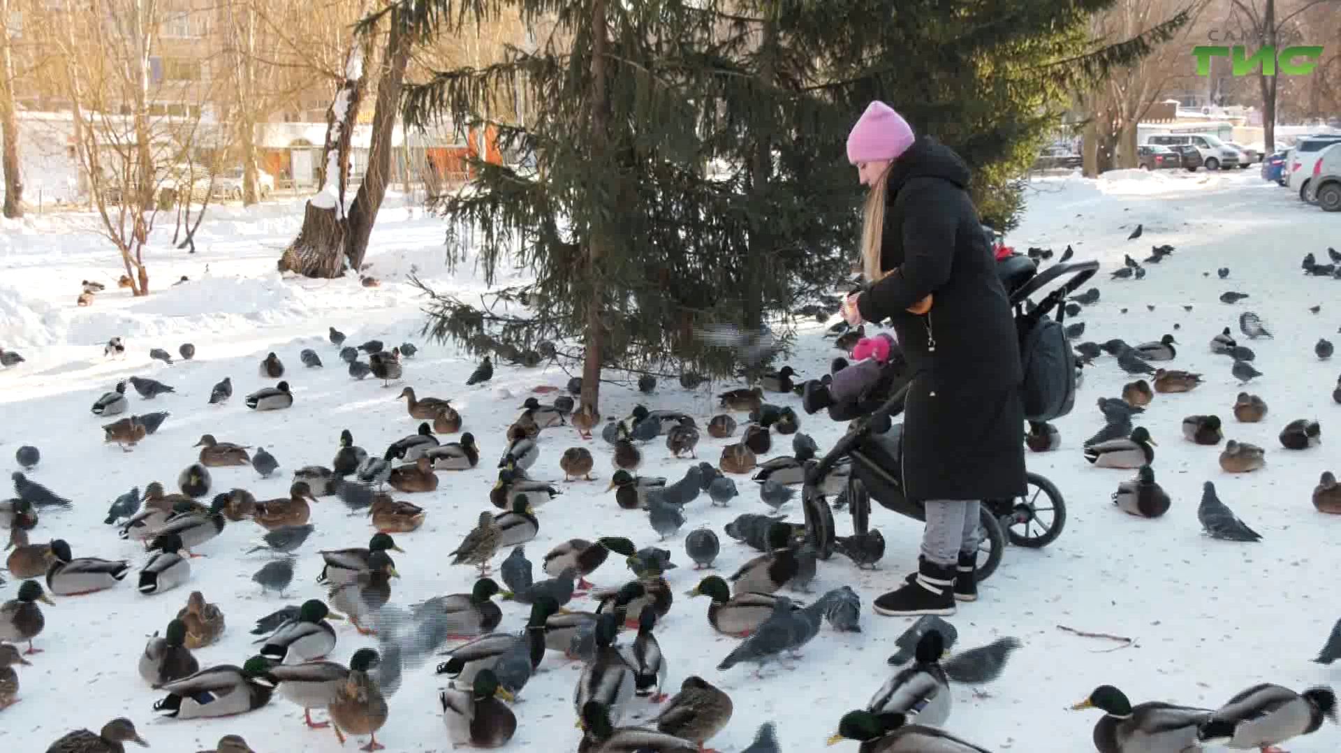 Как правильно подкармливать птиц зимой смотреть онлайн