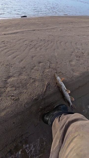 Как поймать Щуку в ЛУЖЕ смотреть онлайн