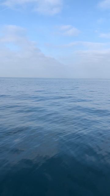 Дельфин в Чёрном море. смотреть онлайн