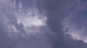 Голуби в небе в красивый вечер