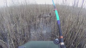 КАРП ХВАТАЕТ на КОРОЧКУ ХЛЕБА!