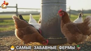 Веселые фермы и выращивание птиц, животных и растений (4)