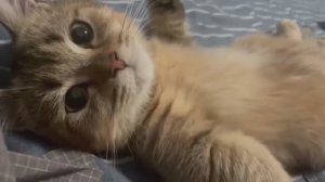 🐱Коты, которые взорвут ваше настроение!🧒🙀😸 Лучшие моменты!