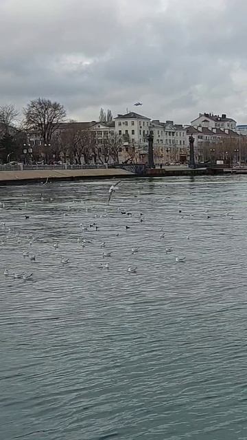 Новороссийск. Море. Чайки.