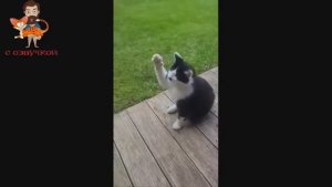 Приколы с котами С ОЗВУЧКОЙ САМЫЕ СМЕШНЫЕ ЖИВОТНЫЕ ТЕСТ НА ПСИХИКУ.