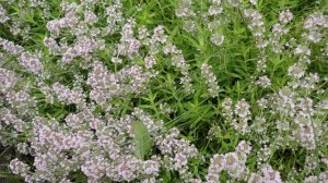 Тимьян ползучий, он же Чабрец. Выращиваем полезные травы на даче.