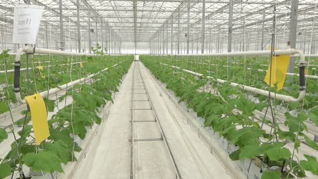 Зимнее лето в теплицах смотреть онлайн