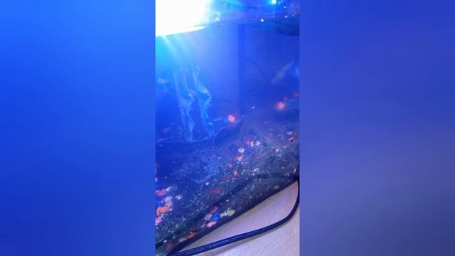 Ясли для меченосцев