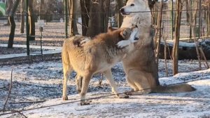 🎄 Буч и Альма поздравляют вас с Новым годом!