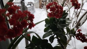 Каланхоэ Дегремона.